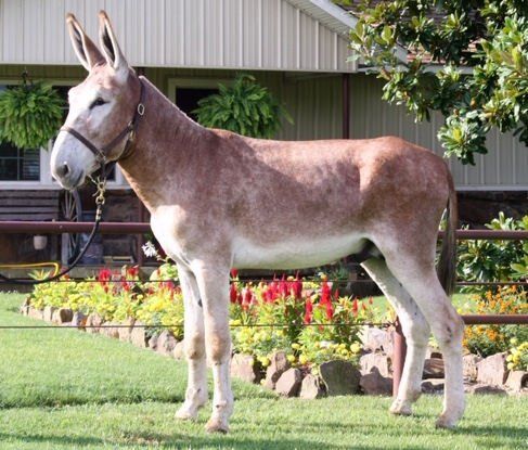 Oklahoma Playboy 2020A