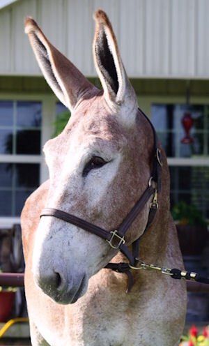 Oklahoma Playboy 2020B