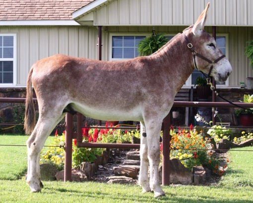 Oklahoma Playboy 2020C