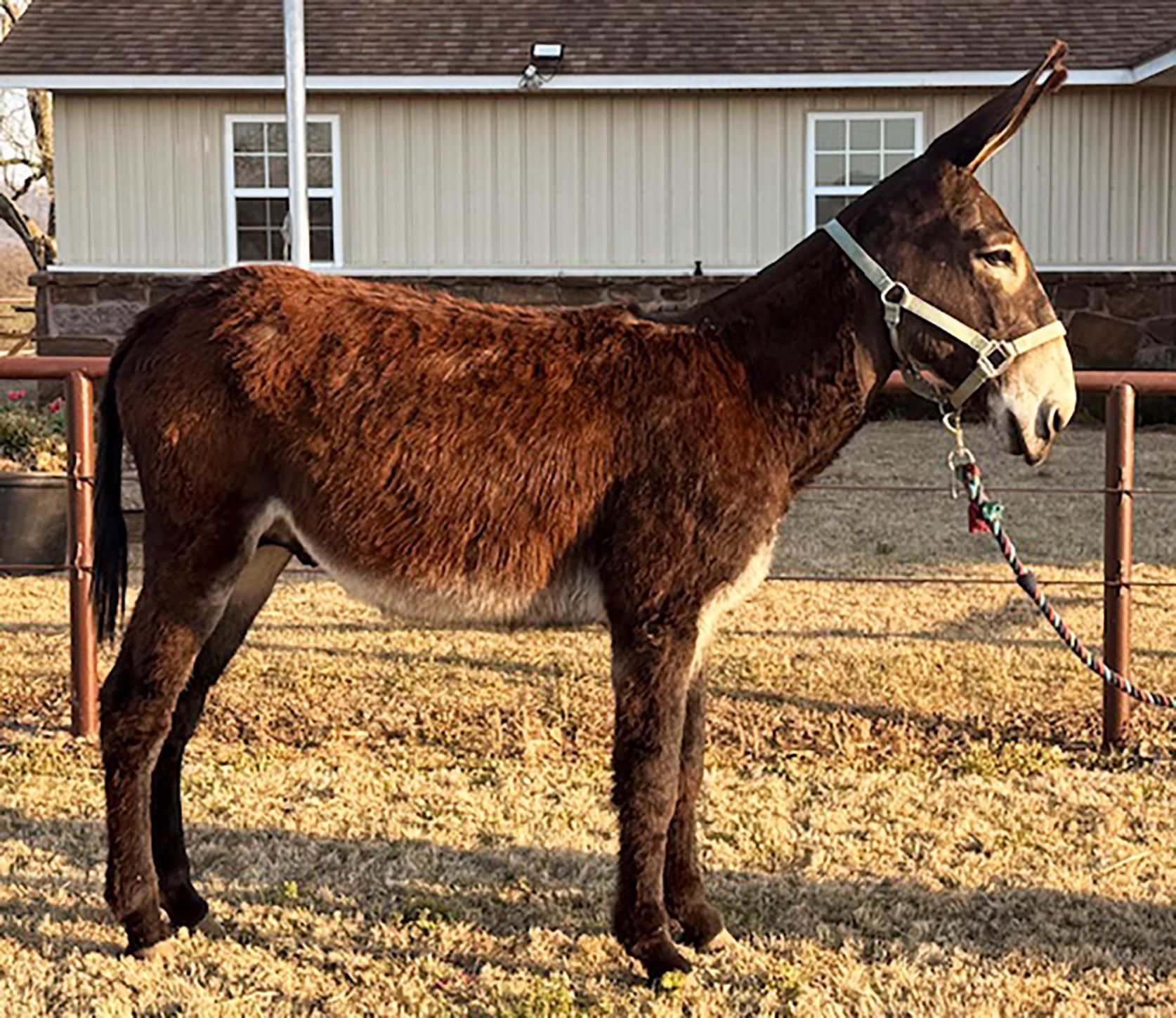 Oklahoma Limited Edition intact jack photo, 2025