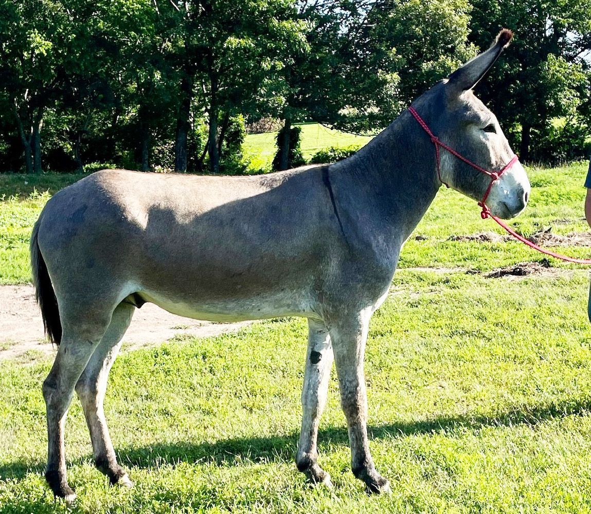 Peso riding donkey photo, 2025