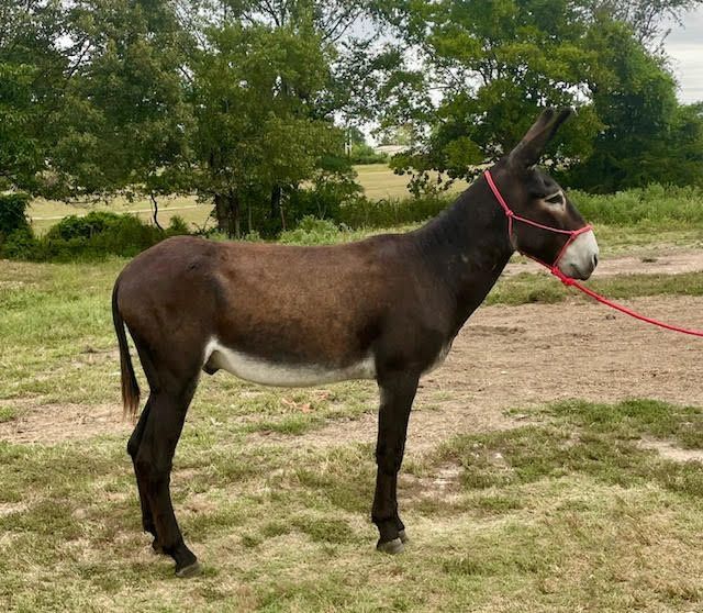 Ricky Bobby, saddle donkey photo, 2025
