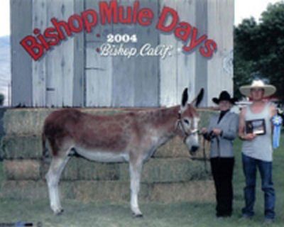 Dutch Bishop Mule Days 2010-3