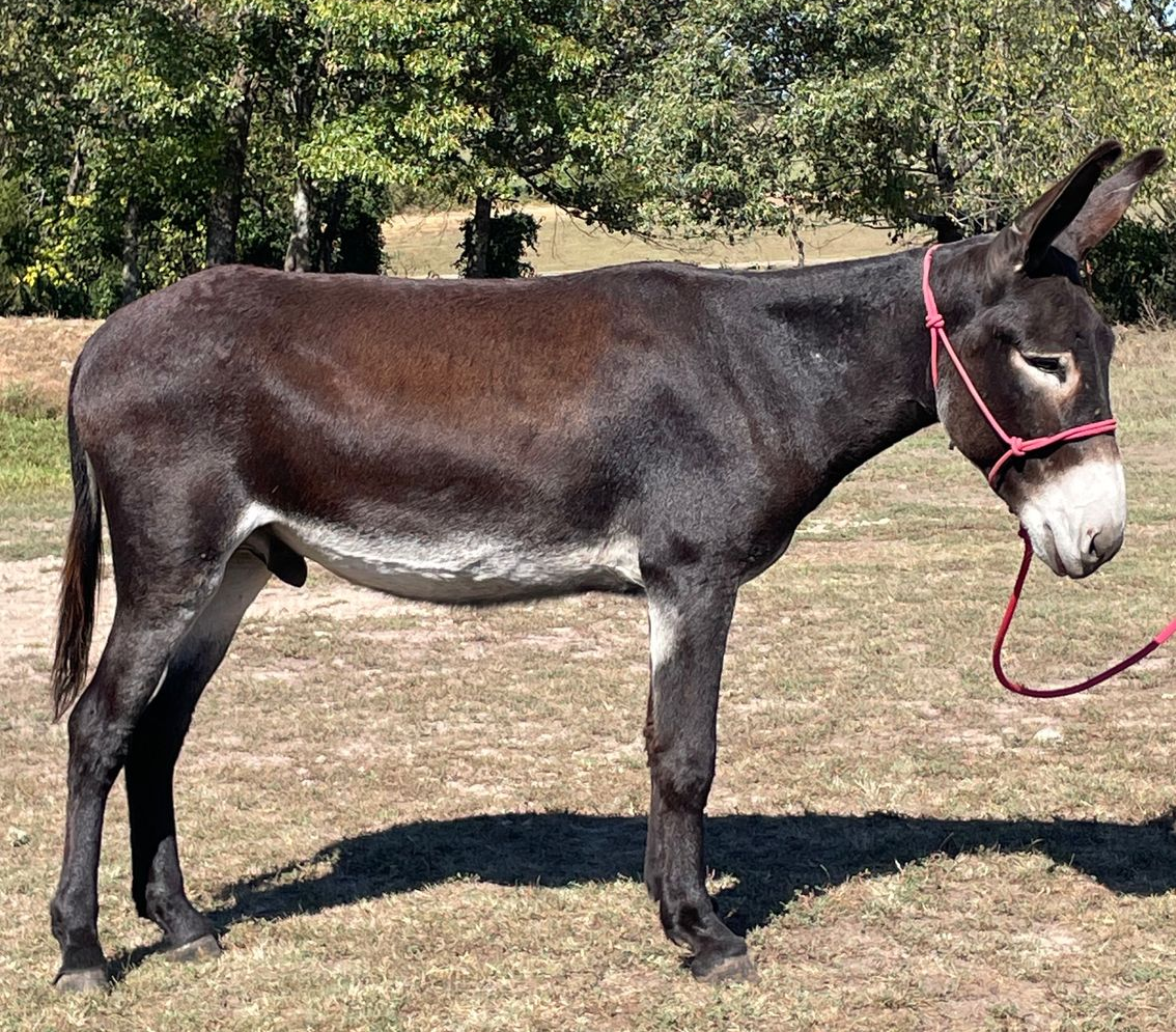 Click for a closer look at Spencer Spencer, saddle donkey photo, 2025