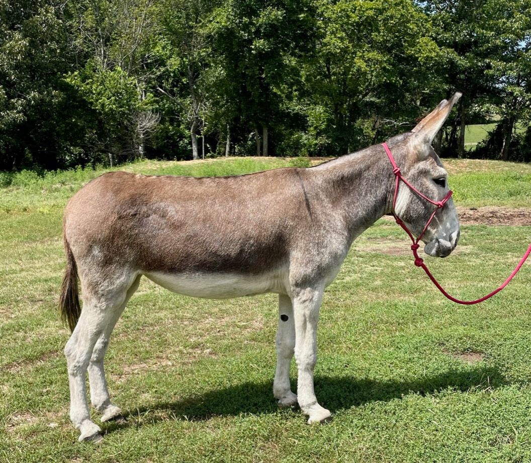 Starla riding donkey photo, 2023