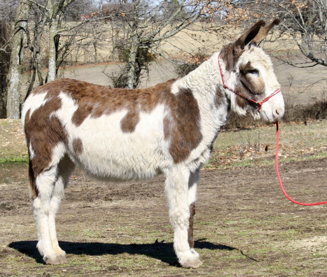 Sweet Pea riding donkey photo, 2024