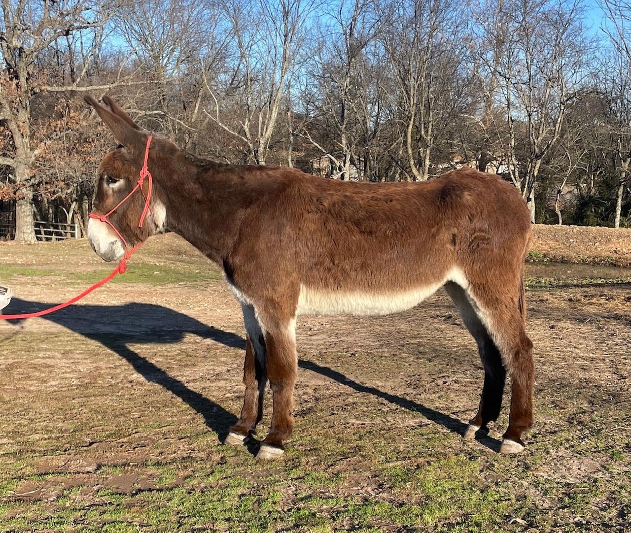 Tanner riding donkey photo, click to enlarge Tanner riding donkey photo, 2025