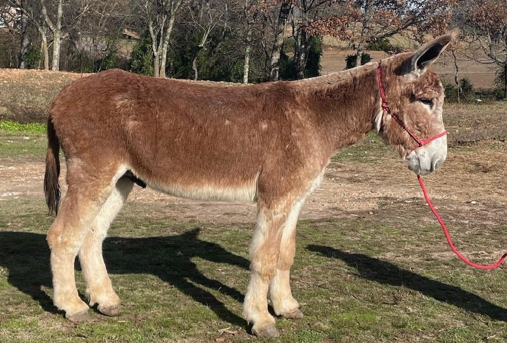 Townly riding donkey photo, click to enlarge Townly riding donkey photo, 2025