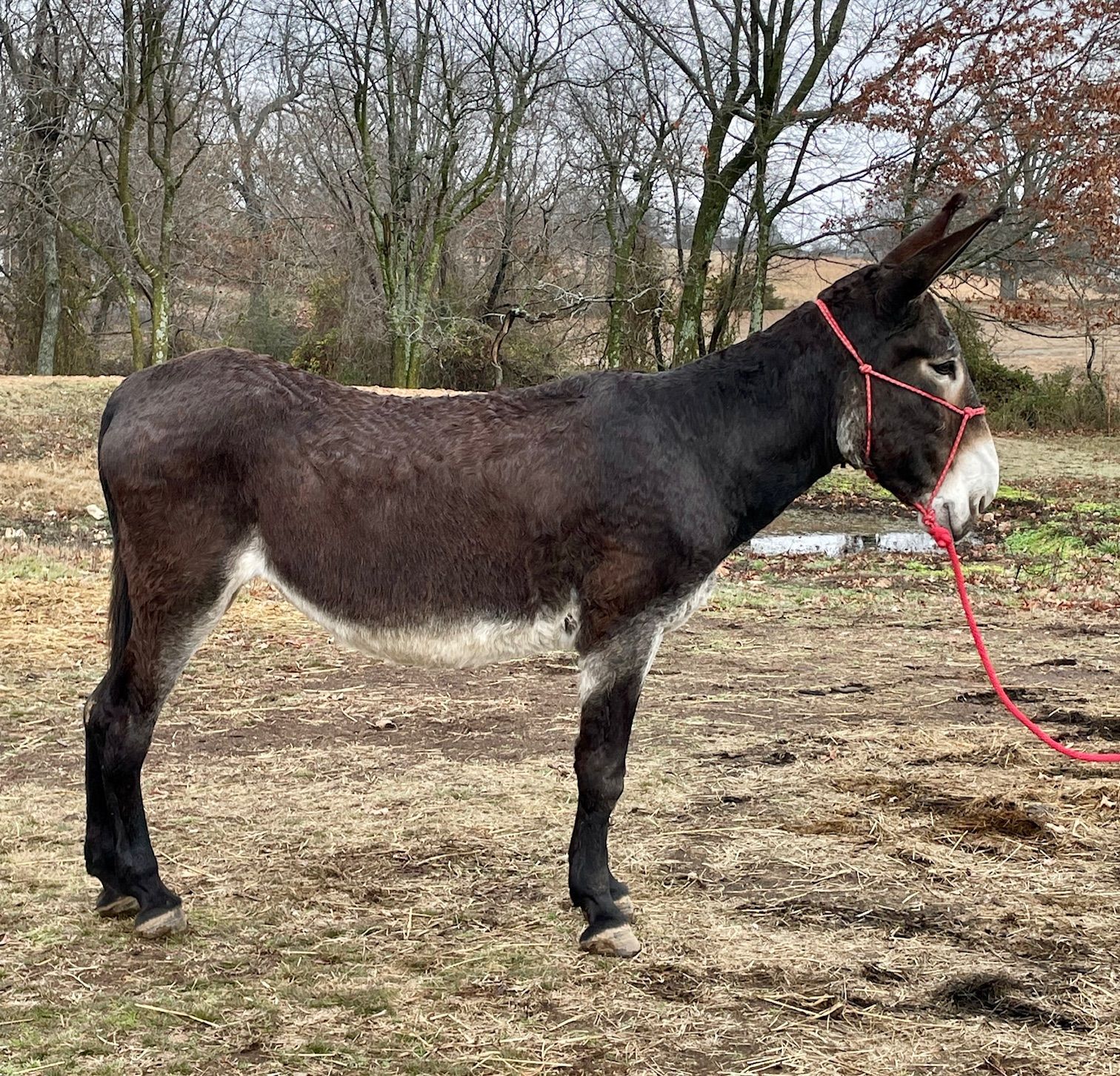 Woopie saddle donkey photo, 2023