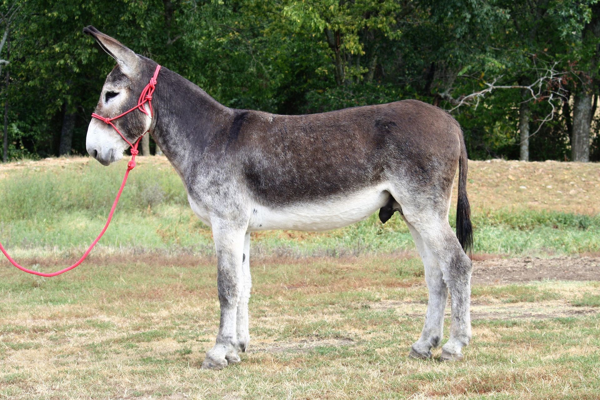 Wishbone riding donkey photo, 2023