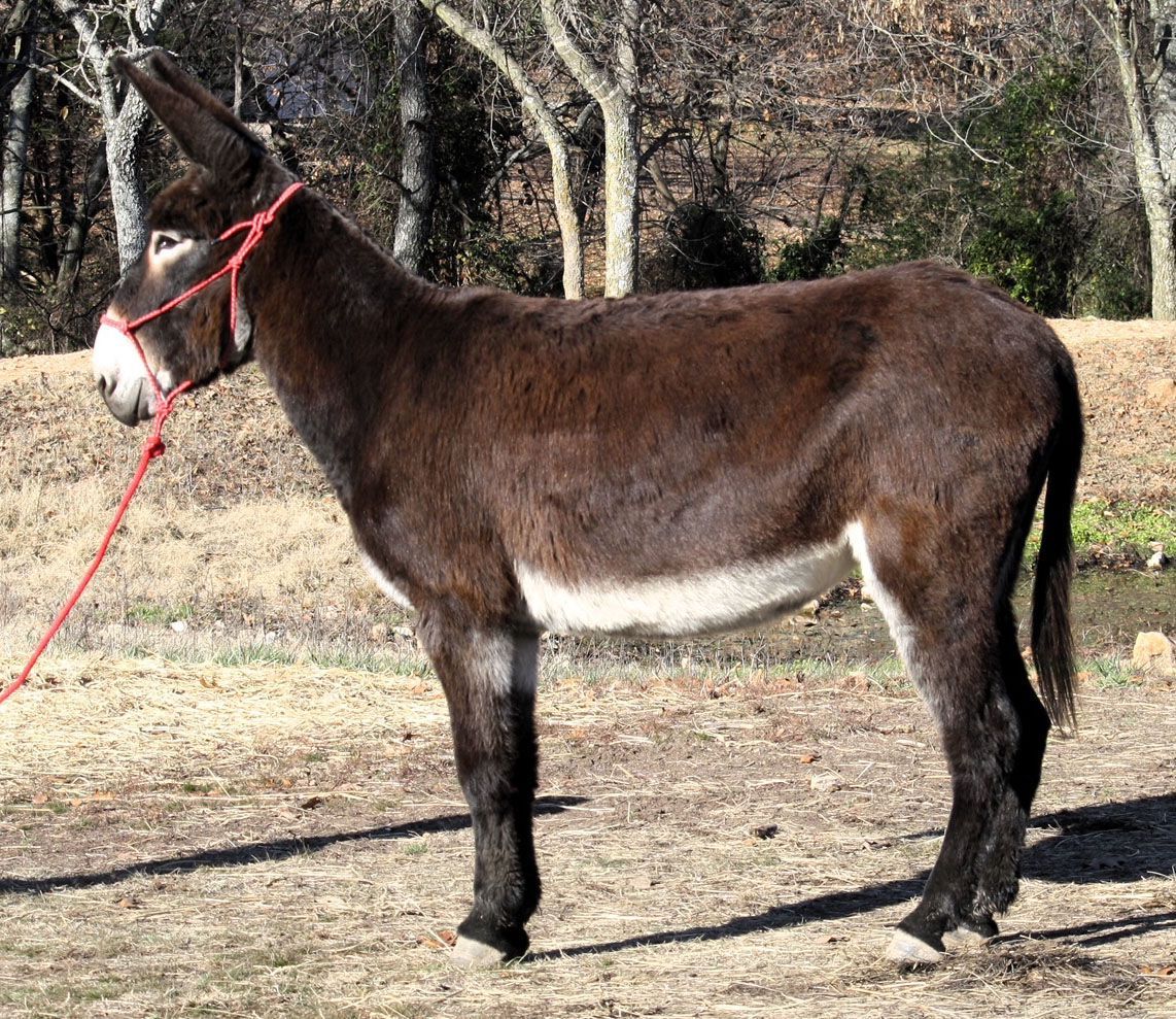 Pet riding donkey photo, 2023