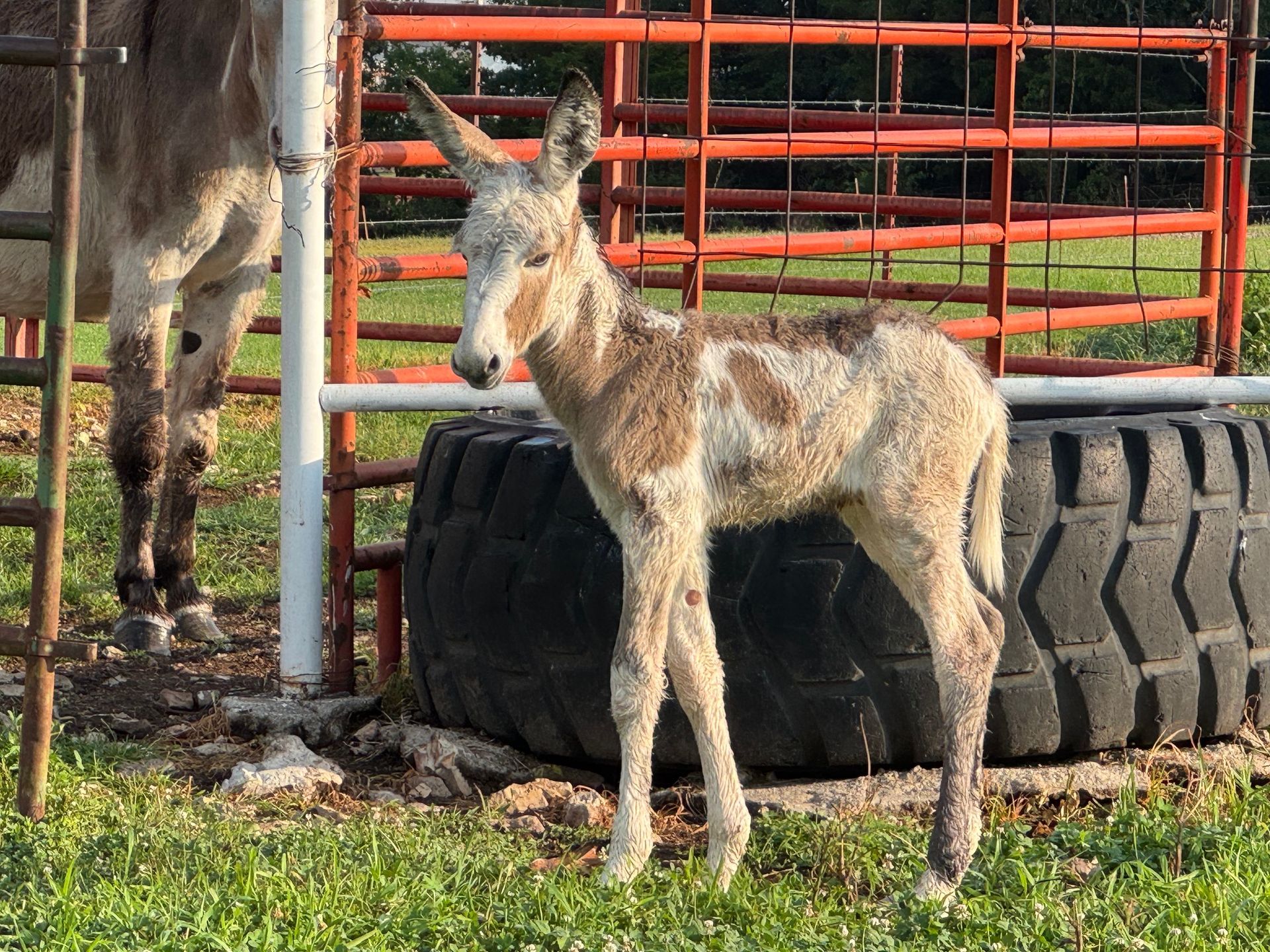 Photo of Garrett foal #9 of 2026