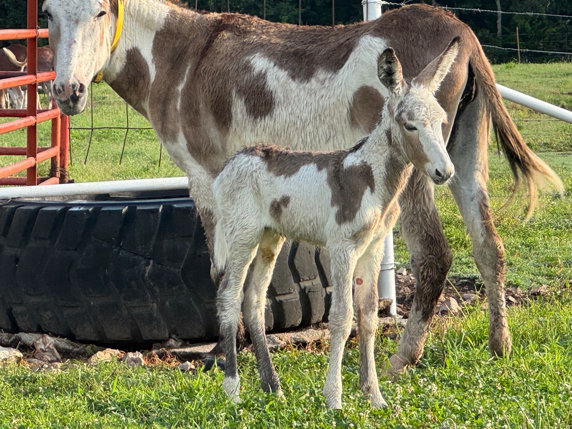 Photo of Garrett foal #9 of 2026