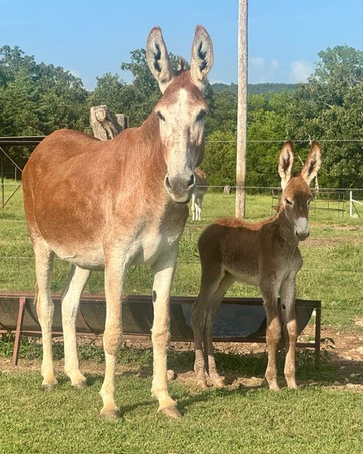 Photo of Garrett foal #11 of 2026