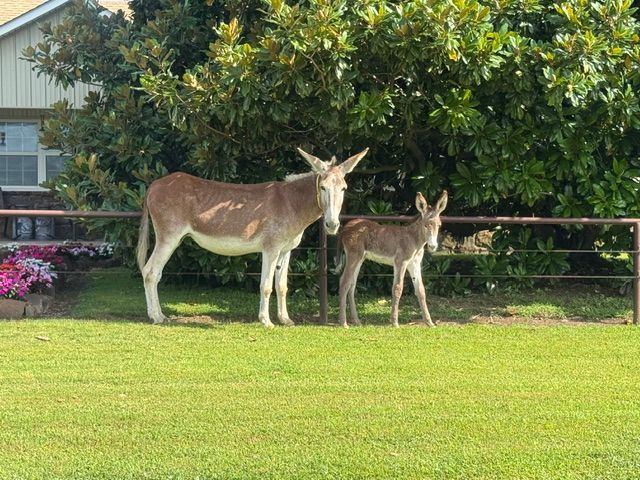 photo of Garrett foal #12 in 2026
