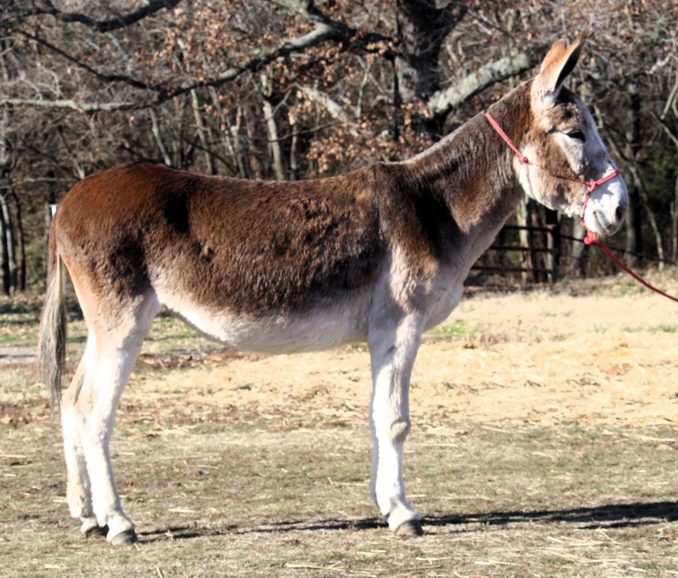 Maria saddle donkey photo, 2023