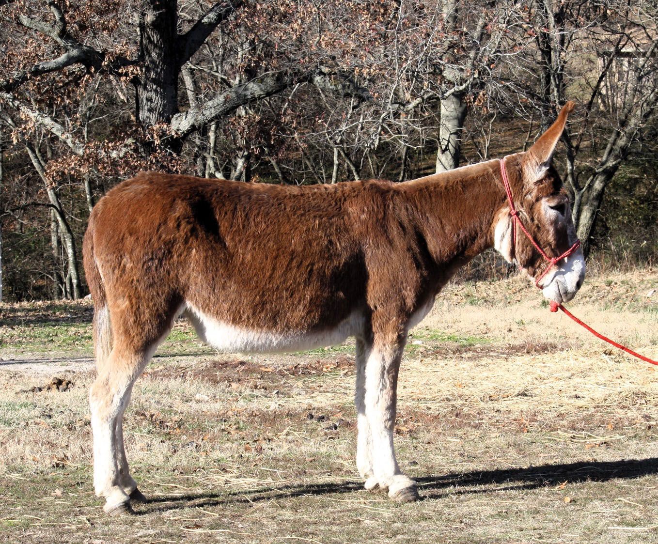Bugsy saddle donkey photo, 2023