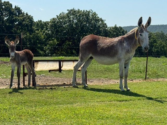 photo of Garrett foal #10 in 2026