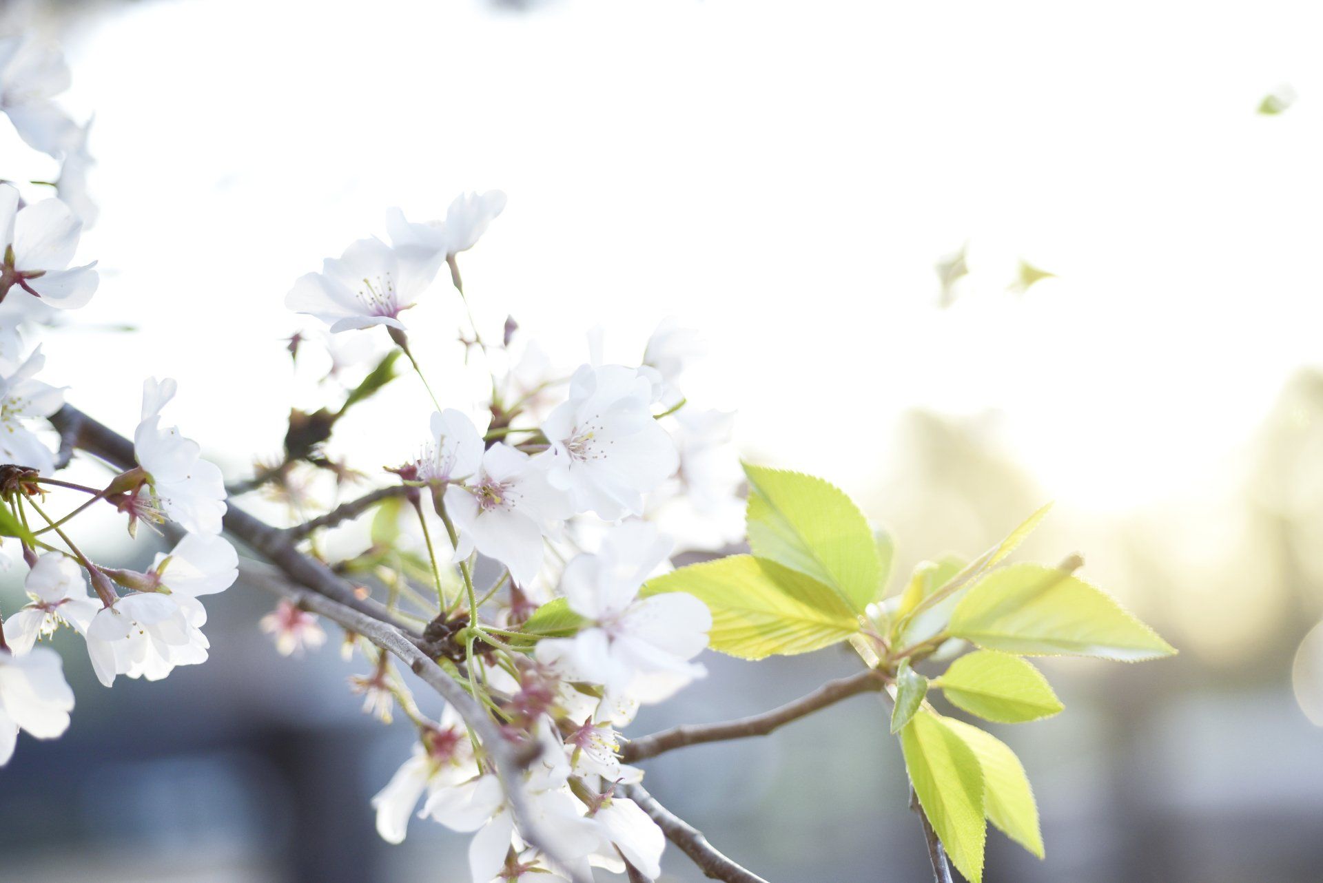 White Laurel Estate, Est. 2019 Wedding Venue North Georgia