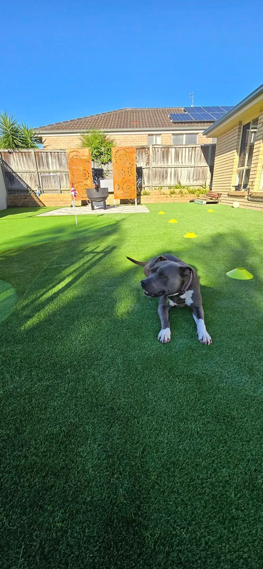 A blue and white puppy sitting on green turf in a sunny backyard.