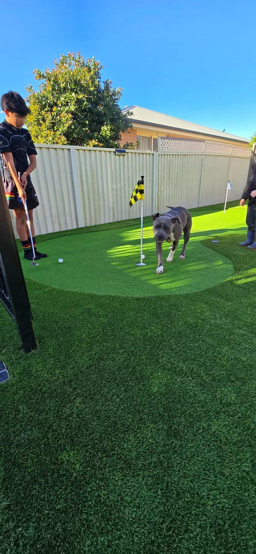 A dog runs on a putting green towards a flag. Two people watch in the background. Bright sunny day.
