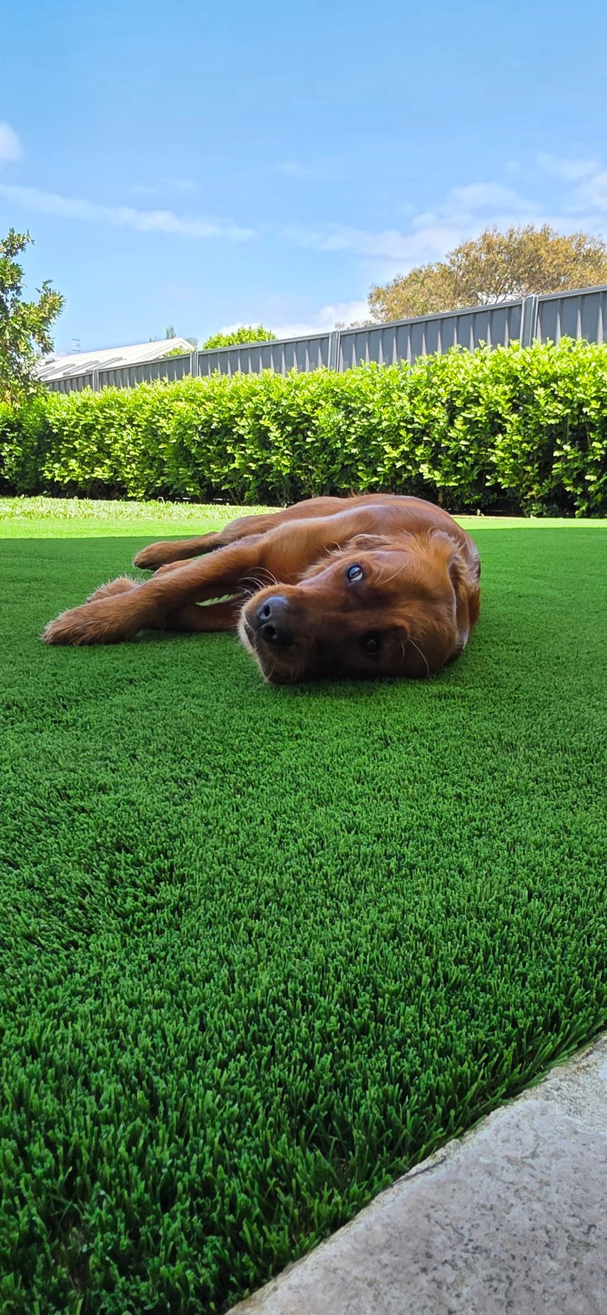 Close up of high quality synthetic grass blades