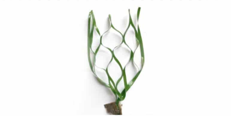 Green, net-like plant with a brown base against a white background.