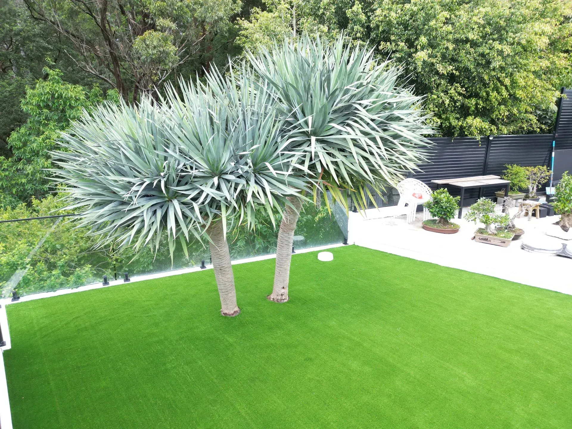 Two palm-like trees with light blue-green leaves stand on a green lawn in a backyard.