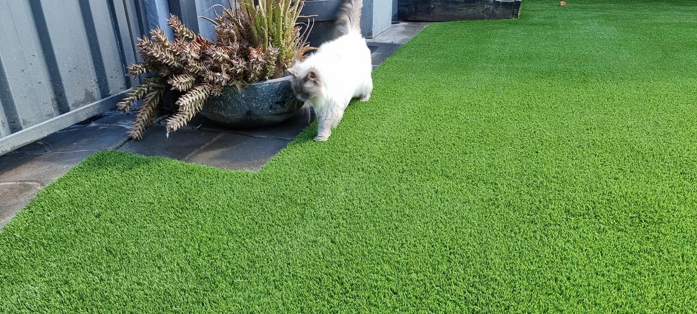 A fluffy white cat walks on green artificial turf next to a potted plant.