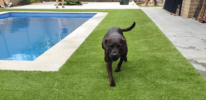 Black dog walks toward the camera on green turf beside a pool.