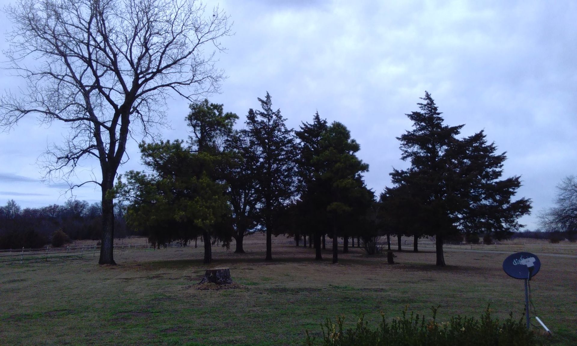 Trees in a field under a cloudy sky. A bare tree is on the left; evergreen trees are clustered in the middle.