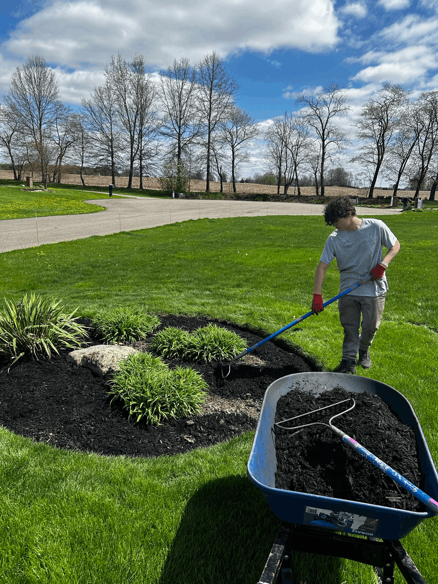 Person raking mulch in a flower bed next to a wheelbarrow. Blue sky, green grass, trees in the background.