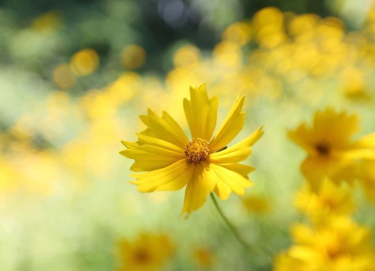 Yellow wildflower in soft focus, honoring a legacy in urn choices, Indianapolis, IN cremations