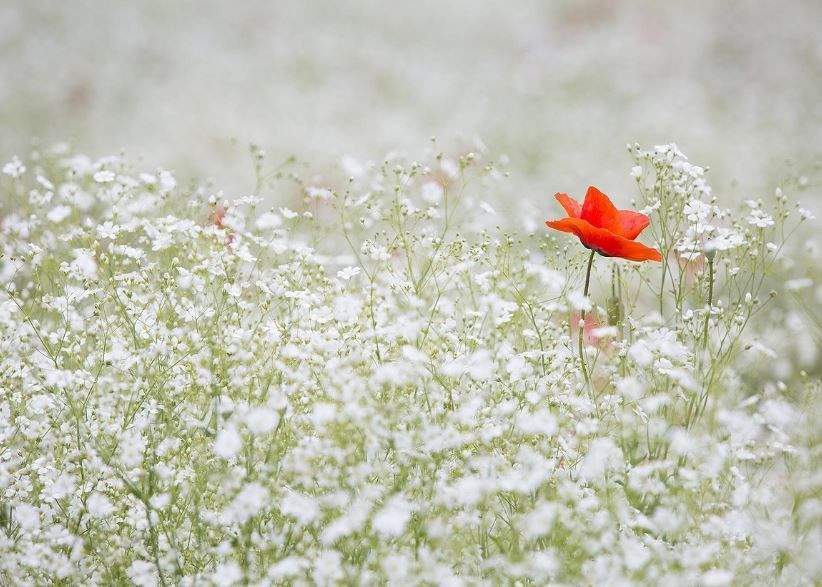 Carmel, IN funeral homes