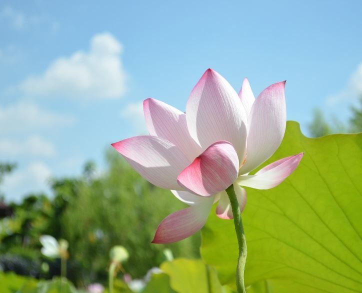 Indianapolis, IN cremation services