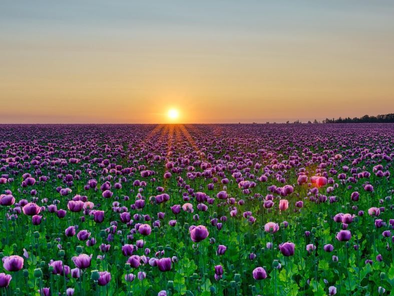 Indianapolis, IN Cremation Services