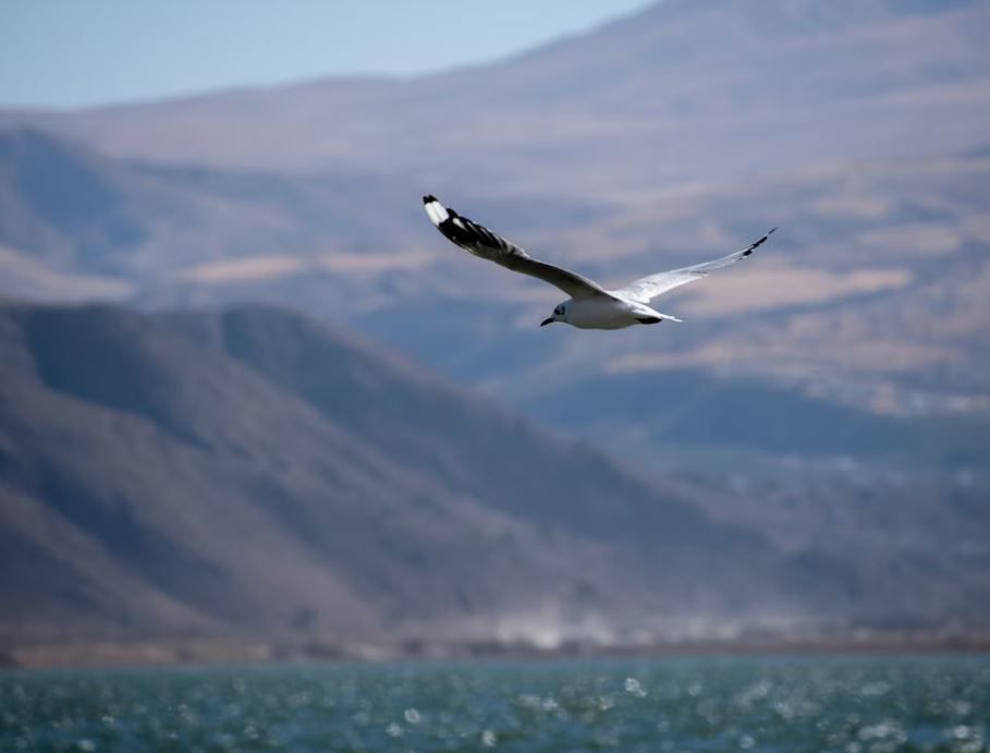 Indianapolis, IN cremations