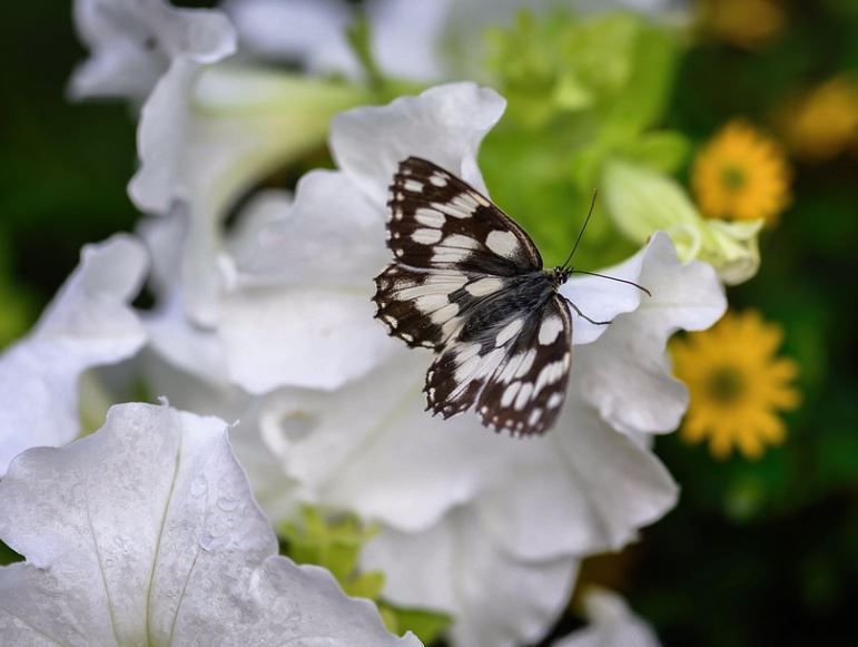 Indianapolis, IN funeral homes