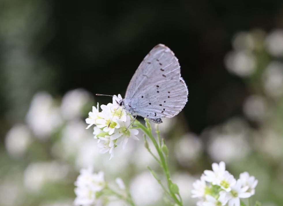 Indianapolis, IN funeral services