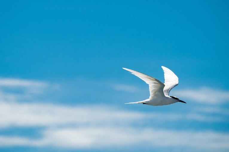 White seabird in flight against bright blue sky with soft clouds, Carmel, IN funeral homes