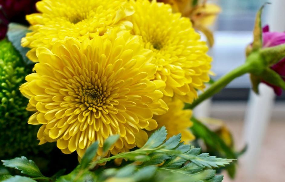 Yellow mum bouquet detail for arranging a traditional Jewish funeral, Indianapolis, IN funeral homes