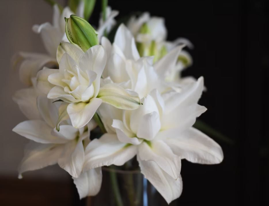 Zionsville, IN funeral homes