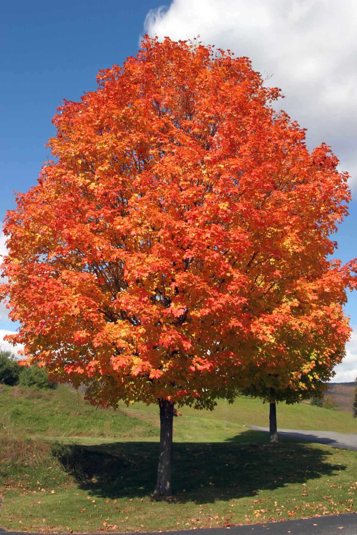 maple tree