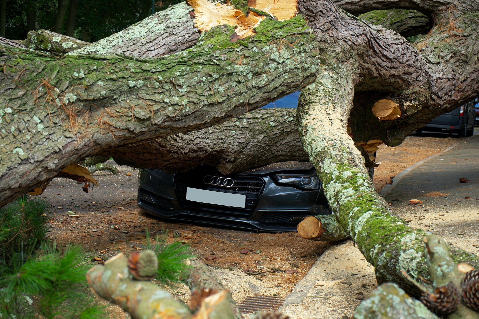 A car is sitting under a fallen tree in a parking lot.