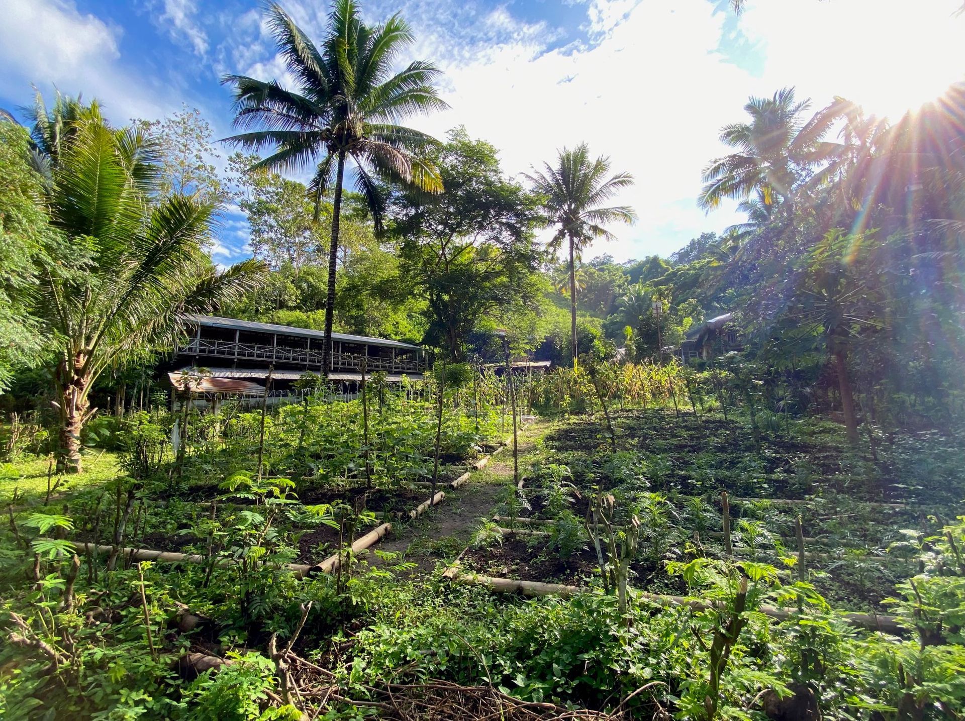 Garden in Southeast Asia