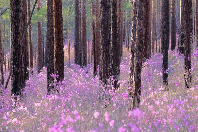 A forest of flowers in Siberia