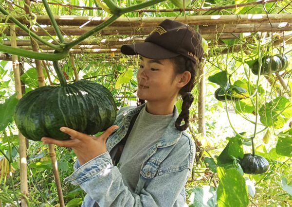 Shan mountain squash