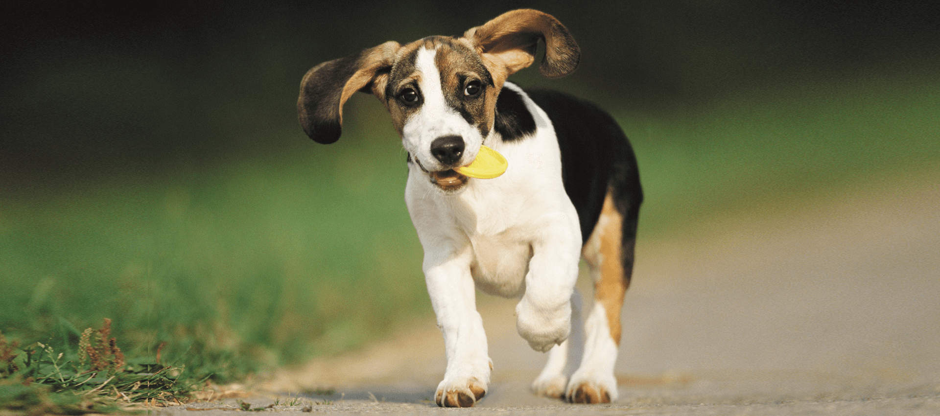 small dog