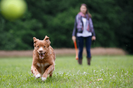 dog running in the garden area