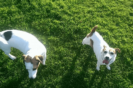 2 dogs